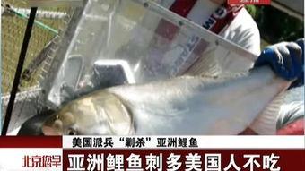 美国派8免费观看