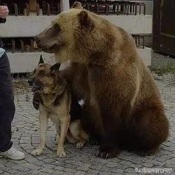 网友爆料狗熊视频大全最新,网友爆料最新奇趣瞬间大盘点